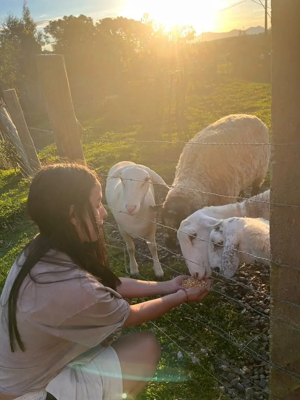 Hóspede dando comida para as ovelhas no fim da tarde