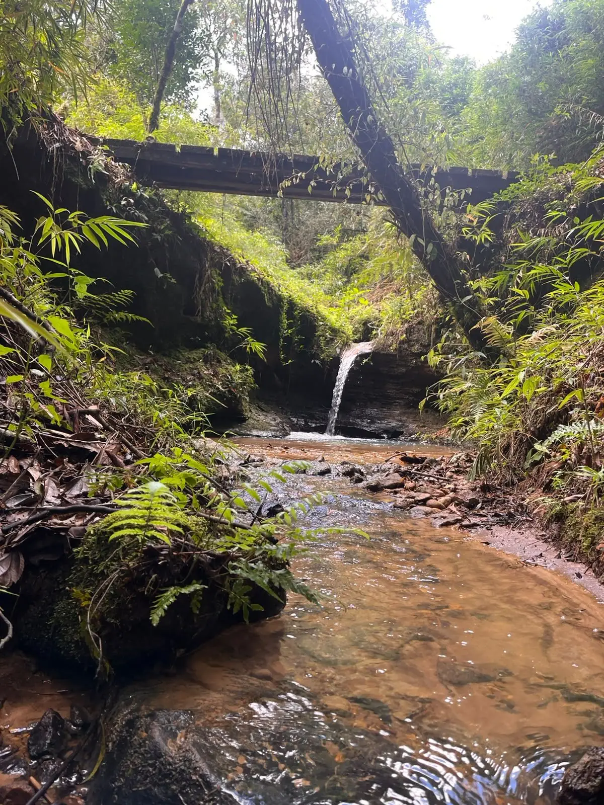 Riacho com uma pequena cachoeira no meio da mata