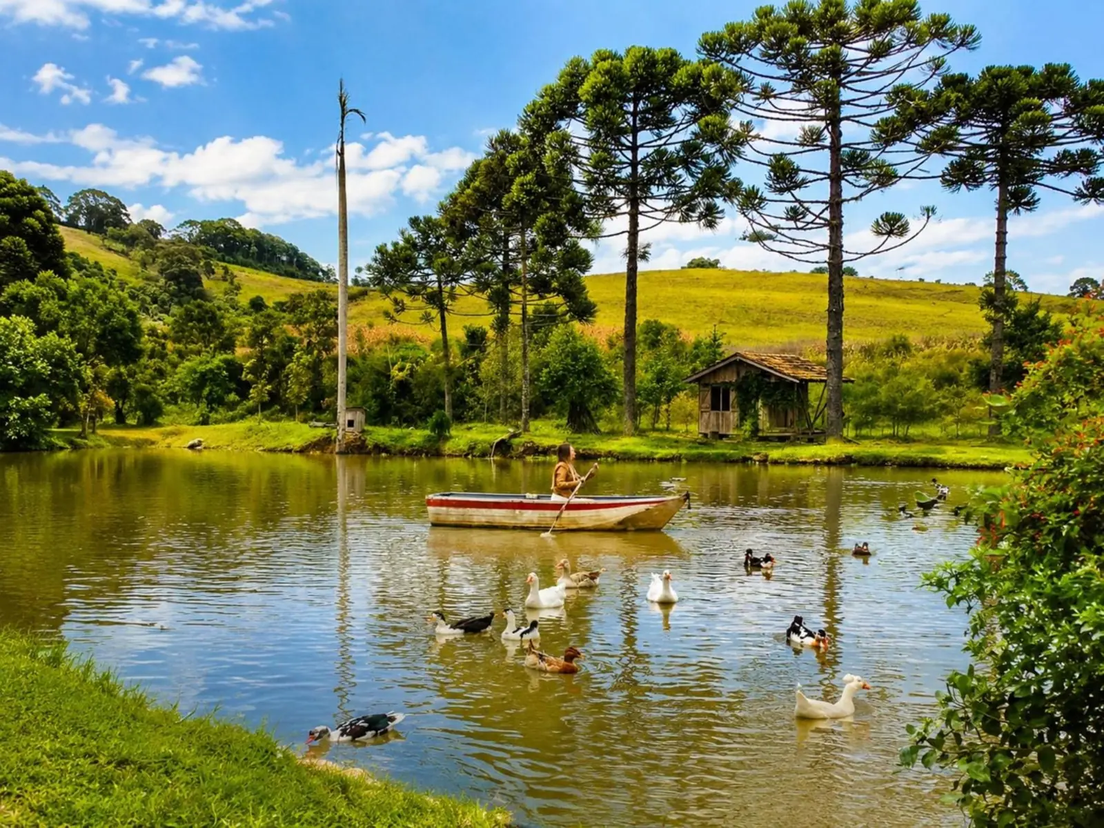 Hóspede remando o barquinho entre os patos, com as araucárias atrás