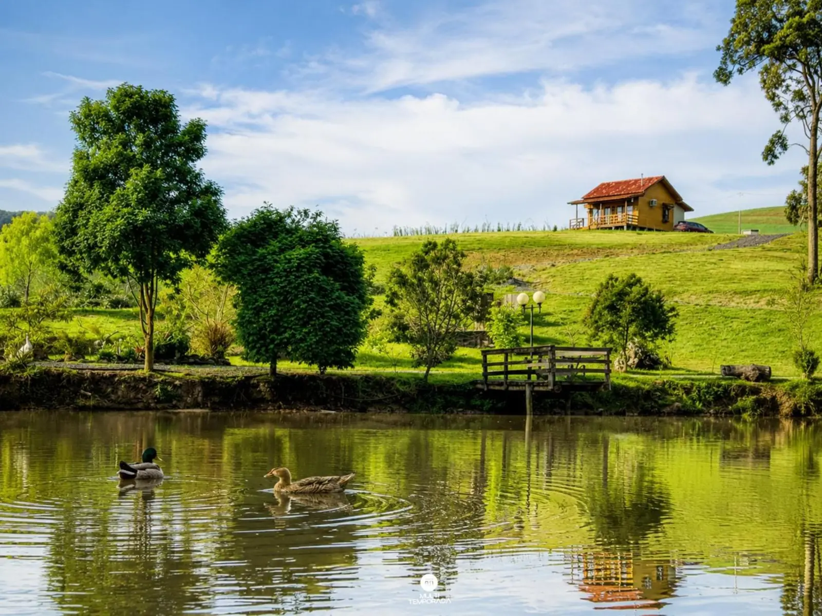 Patos no lago, com a Gaia no alto do morro
